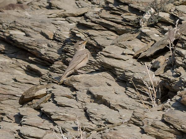 <h3>Ammomanes deserti / Desert lark / Woestijnleeuwerik</h3>OM-1 Mark II with OLYMPUS M.150-400mm F4.5, 1/2000 sec at F4.5, ISO 250, distance 32.0 m